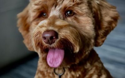 Bark Busters Home Dog Training Gainesville-Ocala