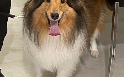 Bark Busters Home Dog Training Santa Clara County West