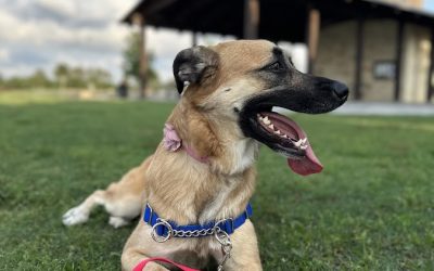 Bark Busters Home Dog Training Brevard County