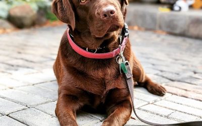 Bark Busters Home Dog Training Tucson